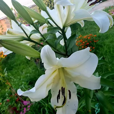 بيت ضيافة Anila