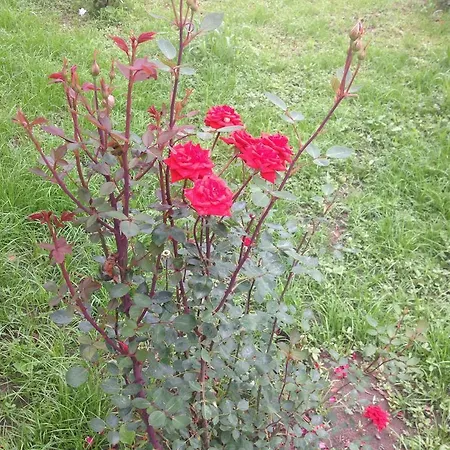 Konukevi Anila Divjake